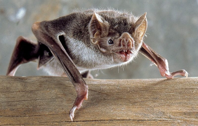 Predictors and immunological correlates of sublethal mercury exposure in vampire bats