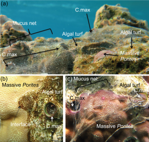 Mucus-net producing snails modify water flow and molecular transport potential over corals and coral-algal interactions