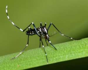Microclimate and larval habitat density predict adult Aedes Albopictus abundance in urban areas